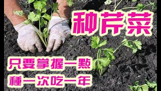 種芹菜只要掌握這一點種一次吃一年為什麽你的種子不發芽新手育苗須知中國芹菜如何種植移栽和管理 How to grow celery?