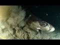 Alien sharks dogfish and sleeper shark