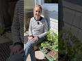 Tomaten-Tipp: Vermeide diesen Fehler! #biogarten #garten #tomaten #tomatenanbau