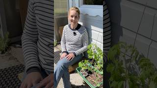 Tomaten-Tipp: Vermeide diesen Fehler! #biogarten #garten #tomaten #tomatenanbau