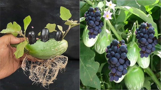 Boost Your Eggplant Harvest Transplanting 2024