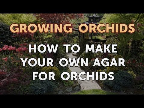 How to Make Your Own Agar for Orchids