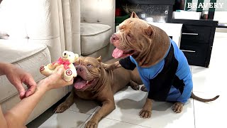 SO CUTE! DOG REACTION TO BEING SCOLDED  #hewiepitbull by Hewie Pitbull Channel 8,853 views 3 months ago 8 minutes, 2 seconds