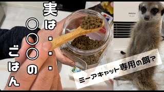 ミーアキャットのごはん紹介します【飼育方法】