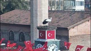 İznikin Meşhur Leyleğinin Göçten Geliş Anı