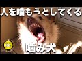 【噛犬】攻撃的になることで自分を守ってきた野犬の生涯
