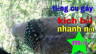 Download Chim Cu Gáy Gọi Hay Kích Bổi Nhanh Nổi Mới Video MP3 Chim Cu Gáy Gọi Hay Kích Bổi Nhanh Nổi Mới