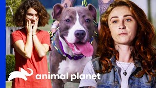 Will Polo Be The Perfect New Playmate For This Family? | Pit Bulls & Parolees