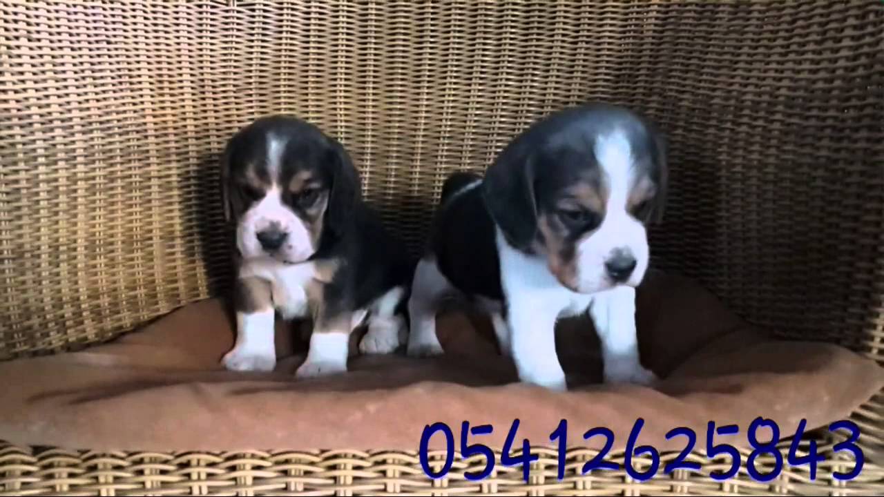 Satilik Beagle Yavru 05412625853 Beagle