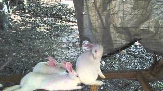 101_0984.MOV