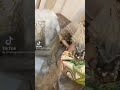 اغاني نايلي عراسي 