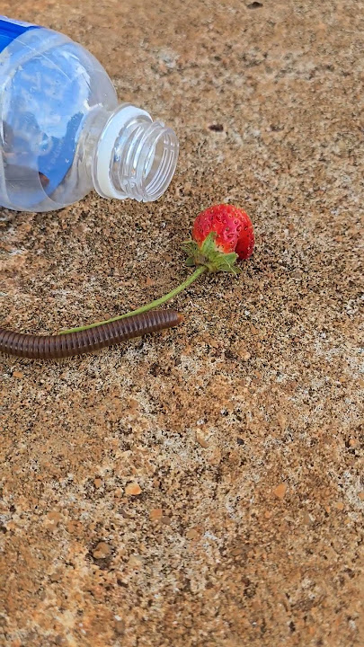One crawling and other nearly come #millipede #insects #shorts