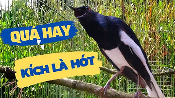 Choè than hót đấu giọng rừng CỰC SUNG Chòe Than Hót Giọng Rừng Kích Trống Căng Lửa hót | choe than