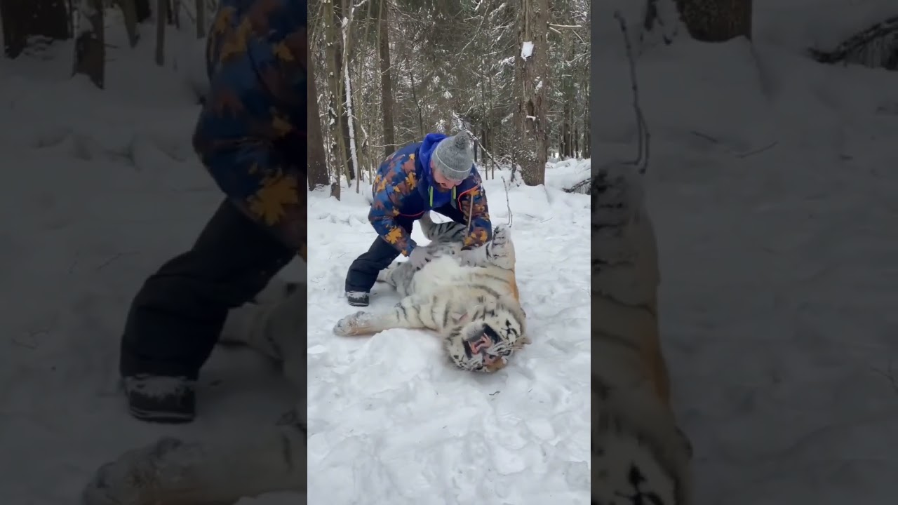 Cute 😚✨️Tiger 