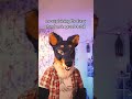 happens every time... #furry #fursuit #fursuiters #furryfandom #fursuiting