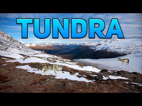 Wideo: Tundra i roślinność leśno-tundra