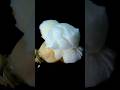 Popcorn Popping In Slow Motion See The Kernel Explode In Close Up