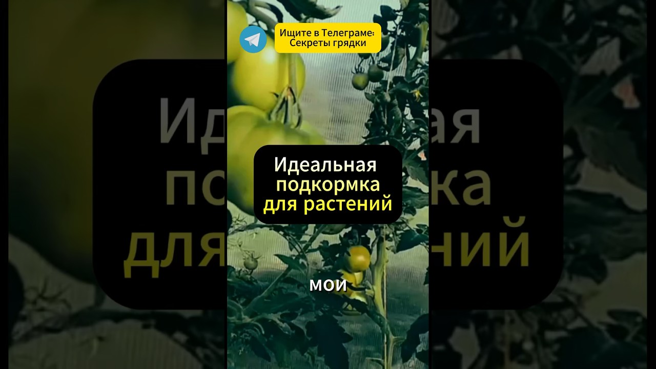 Как правильно приготовить дрожжевую подкормку 🌟 #дача #огород #сад