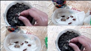 الطريقة الصحيحه لزراعه نوى النخيل فى البيت ,  اول مره فيديو كامل. Cultivation of date palm seeds