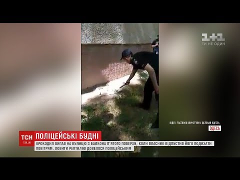 Video: Krokodil Je Sorodnikom Vrnil Truplo Moškega, Ki Ga Je Pojedel - - Alternativni Pogled