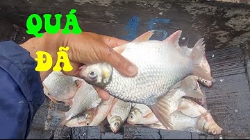 🐟Câu cá dảnh ngoài bè điểm câu cuối tính dính 5 con về ai dè dính hơi 7 8 con nái quá phê🐟