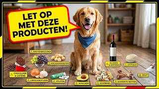10 Dingen die je hond NOOIT mag eten! 🚫🐶 10 Dingen die je hond NOOIT mag eten! 🚫🐶