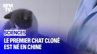 Ce chaton est le premier chat cloné à des fins commerciales en Chine