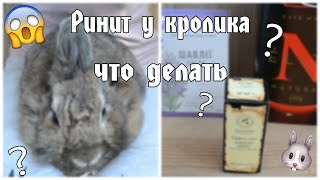 Ринит у кролика/Что делать/Как лечить???