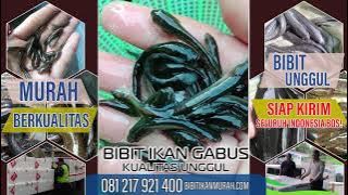 Jual Bibit Ikan Gabus Murah Harga Grosir dan Murah, Siap Kirim Bos untuk Petani Budidaya Indonesia..