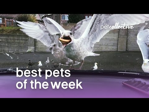 best-pets-of-the-week-(august-2019)-week-2-|-the-pet-collective