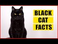 15 unique  mysterious facts about black cats