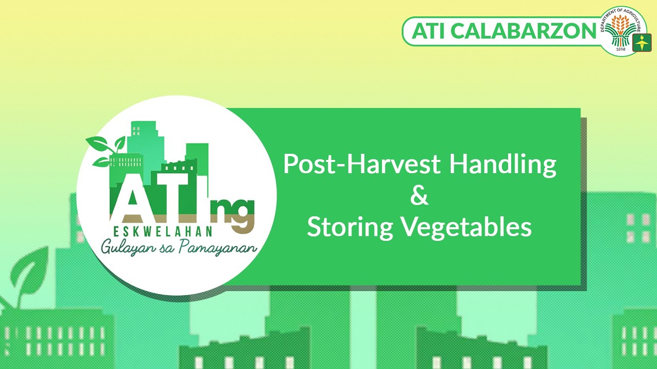 Post-Harvest Handling & Storing Vegetables