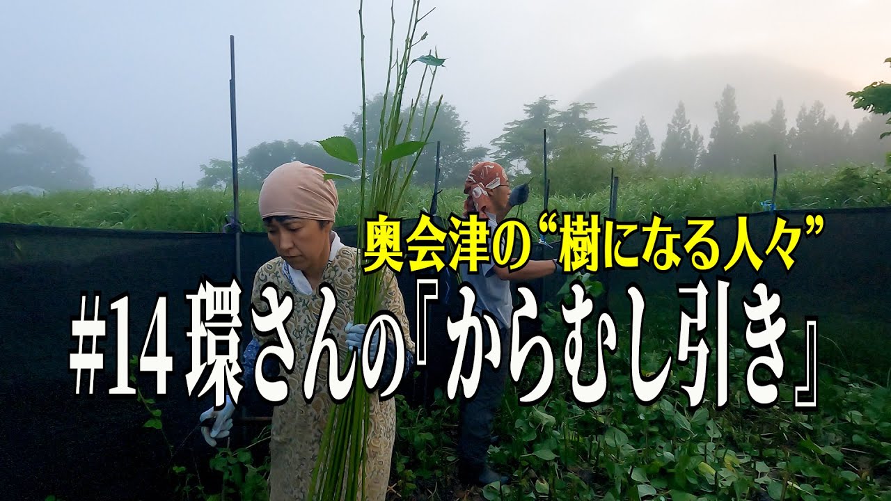 【奥会津の“樹になる人々”】#14 環さんの『からむし引き』
