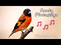 Canto Pintassilgo venezuelano - Red Siskin The BEST Song Training 3H