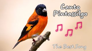 Canto Pintassilgo venezuelano - Red Siskin The BEST Song Training 3H screenshot 4