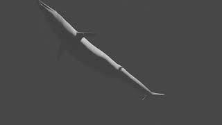 Basilosaurus test