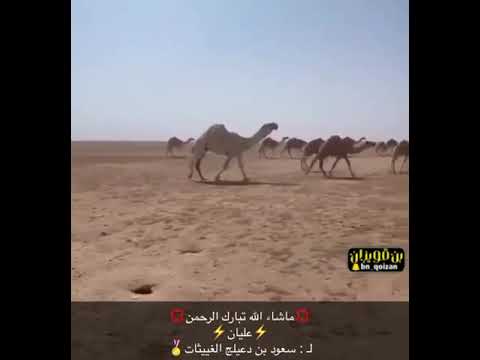 المالك سعود بن دعيلج الغييثات المالك سعود بن دعيلج الغييثات