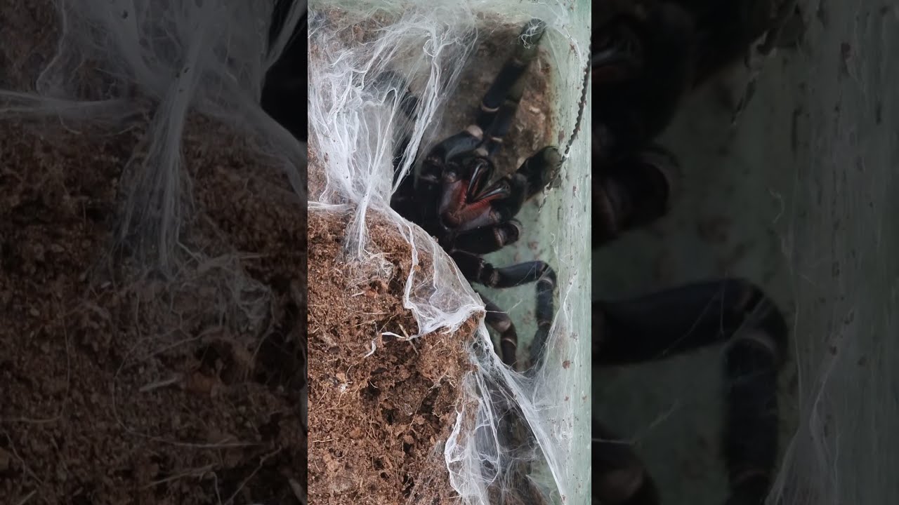 Наш любимый, нервный, ядовитый паук. Chilobrachys vietnam blue. #Shorts.