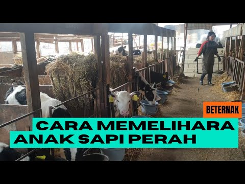 Video: Apakah anak sapi membutuhkan air?