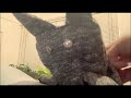 [ネコ] マッサージされる先生 ASMR