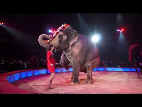 Video: Die besten Zirkusse der Welt