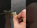 Steve The Praying Mantis mp3