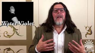 Water violet Flores de Bach — Terapia Floral Evolutiva