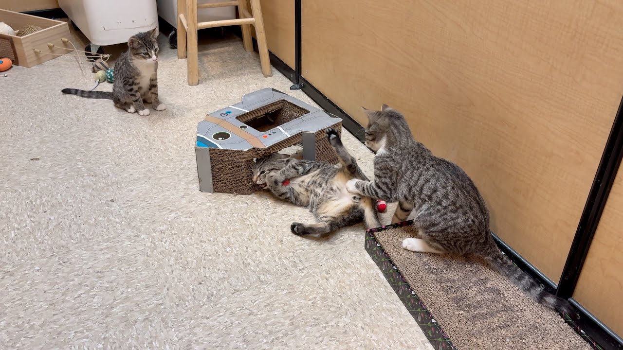 Rocky, JJ & Larry | 4-Month-Old Kittens Playing While Waiting for Adoption (2025 December 20)