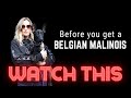 Before you get a Belgian Malinois watch this