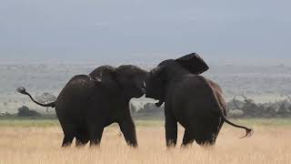 Elefantes Parque Nacional Amboseli Kenya