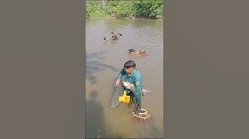 Nơm cá mè trắng #fishing