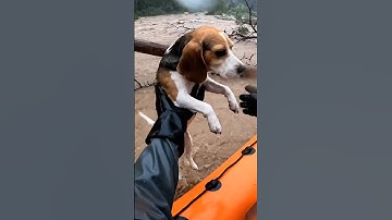 Animal rescue amidst flash floods #animalrescue #animals #animalsvideo #cctv