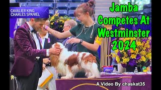 Jamba Competes At Westminster 2024!