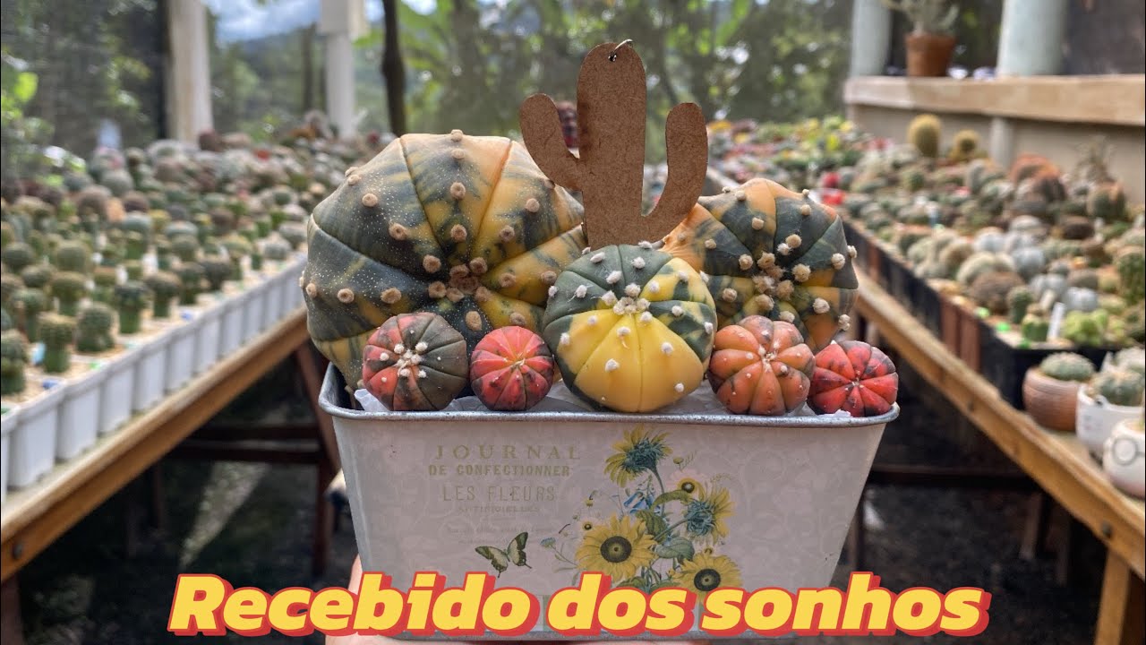 O recebido  mais lindo e mais colorido do ​